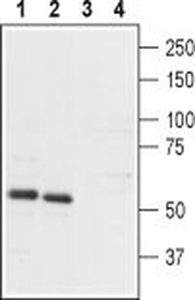 PTH2R (extracellular) Antibody in Western Blot (WB)