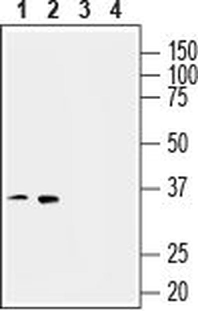 Thromboxane A2 Receptor Antibody in Western Blot (WB)
