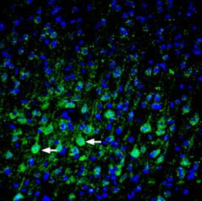 Plexin-A3 (extracellular) Antibody in Immunohistochemistry (Frozen) (IHC (F))