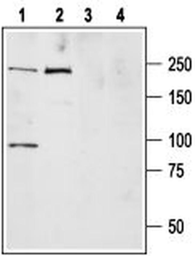 NaV1.7 (SCN9A) Antibody in Western Blot (WB)