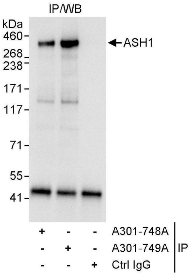 ASH1 Antibody in Immunoprecipitation (IP)