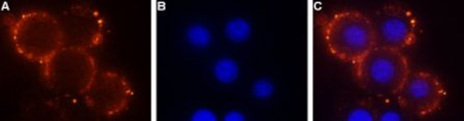 S1PR1 (EDG1) (extracellular) Antibody in Immunocytochemistry (ICC/IF)