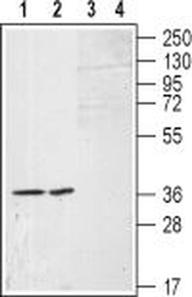 S1PR1 (EDG1) (extracellular) Antibody in Western Blot (WB)