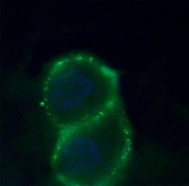 ZACN (extracellular) Antibody in Immunocytochemistry (ICC/IF)