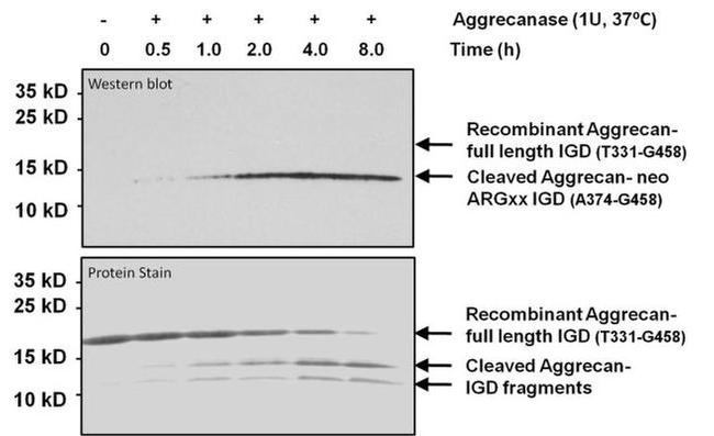 Aggrecan Antibody in Western Blot (WB)