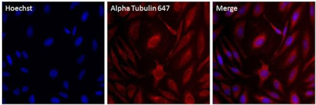 alpha Tubulin Antibody in Immunocytochemistry (ICC/IF)