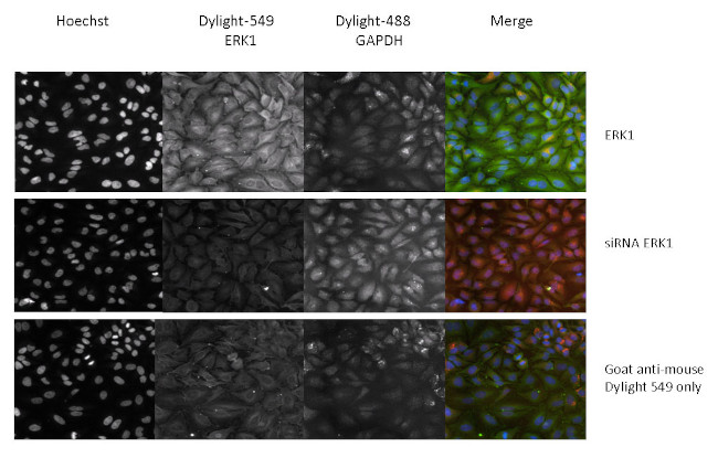 ERK1 Antibody in Immunocytochemistry (ICC/IF)