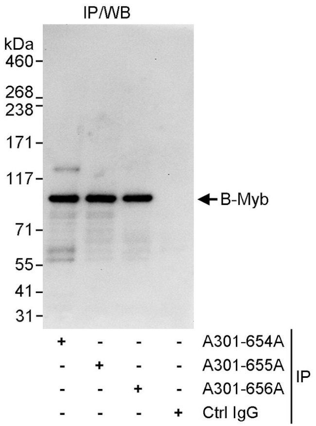 B-Myb Polyclonal Antibody (A301-654A)