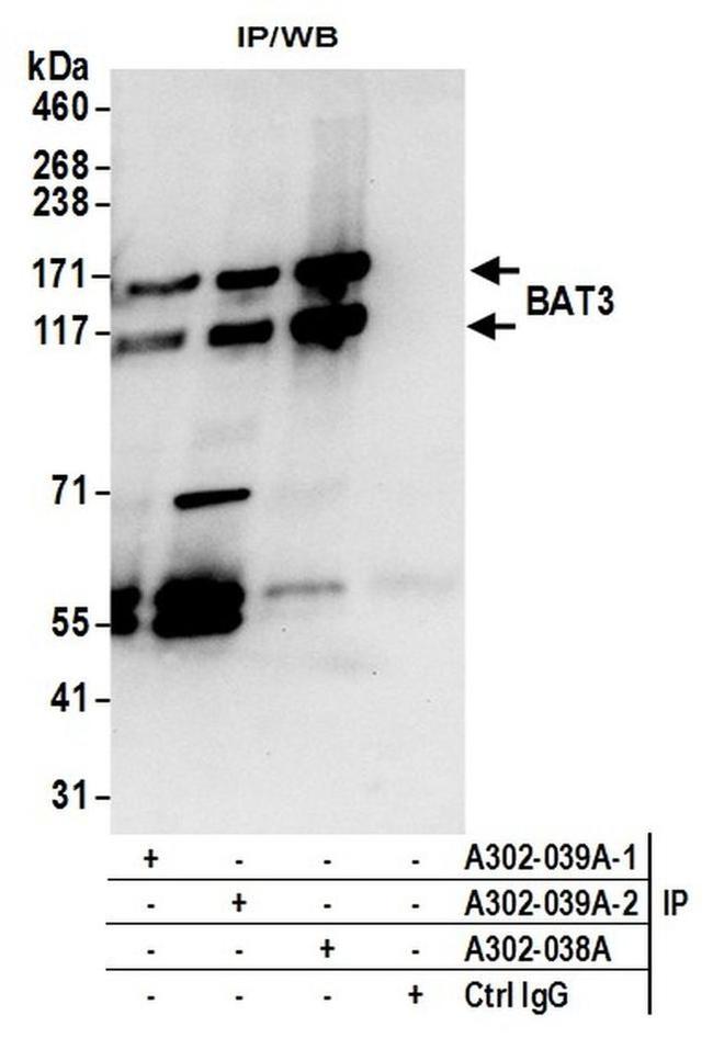 BAT3 Antibody in Western Blot (WB)