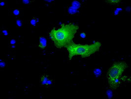 BIRC5/Survivin Antibody in Immunocytochemistry (ICC/IF)