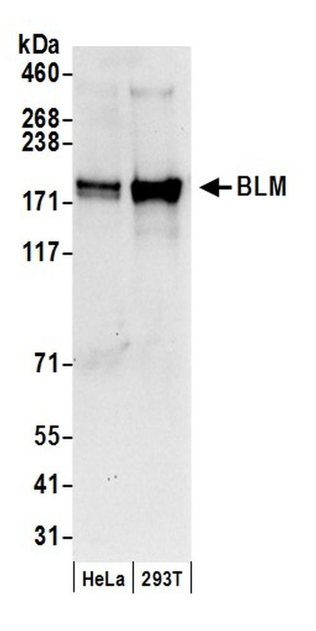 BLM Polyclonal Antibody (A300-120A-T)