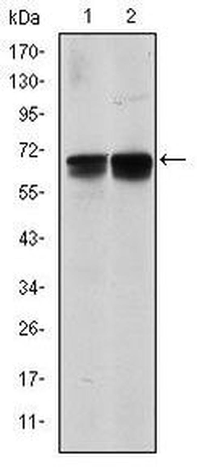 BLNK Antibody in Western Blot (WB)