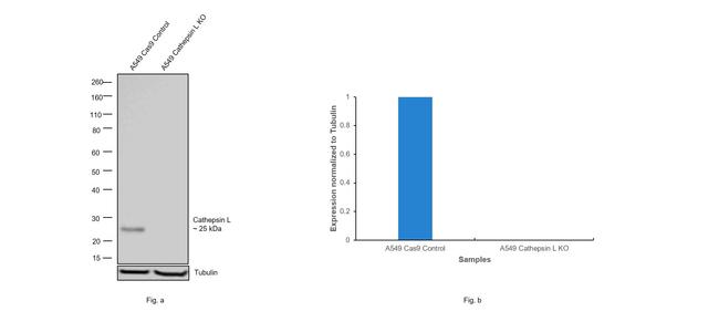 Cathepsin L Antibody in Western Blot (WB)