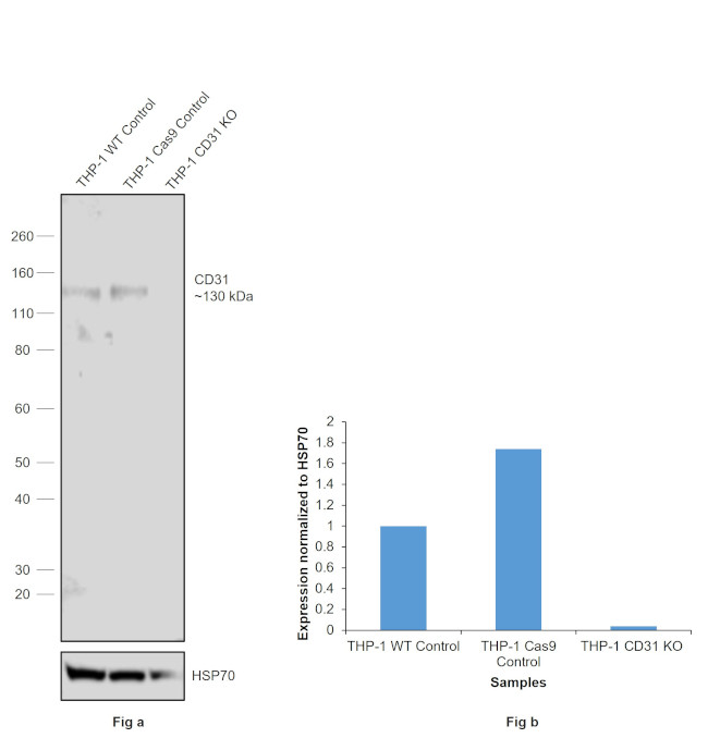 CD31 (PECAM-1) Antibody in Western Blot (WB)