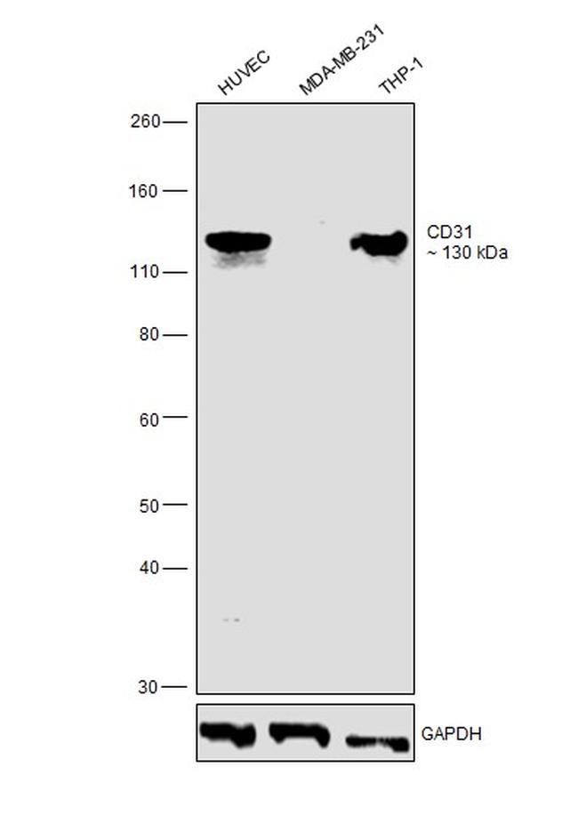 CD31 (PECAM-1) Antibody in Western Blot (WB)