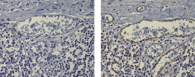 CD31 (PECAM-1) Antibody in Immunohistochemistry (Paraffin) (IHC (P))