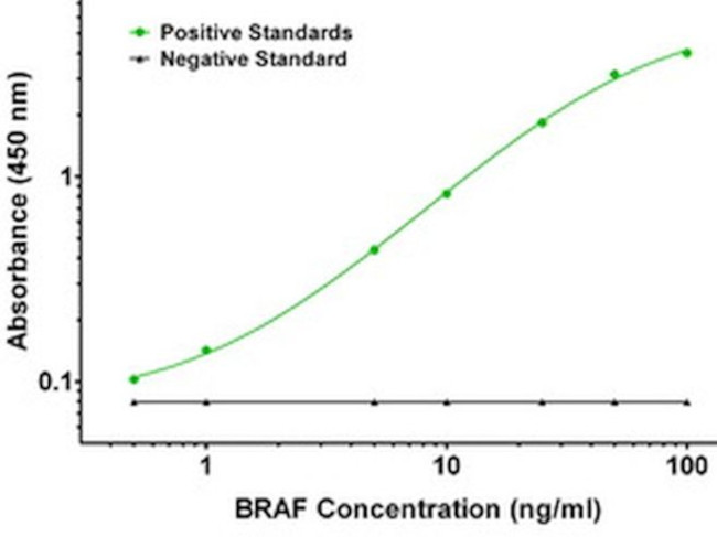 BRAF Antibody in ELISA (ELISA)