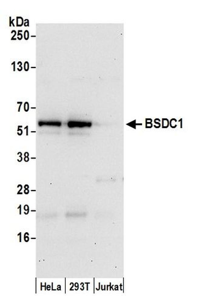 BSDC1 Antibody in Western Blot (WB)