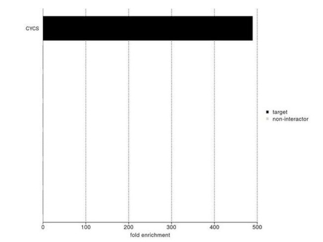 Cytochrome C Antibody