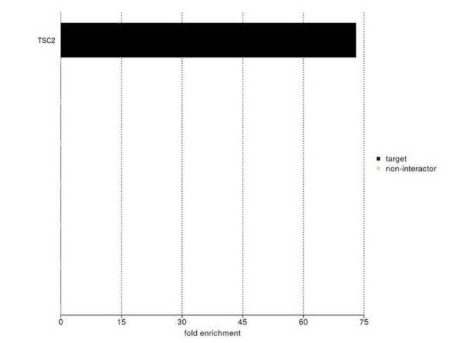 TSC2 Antibody