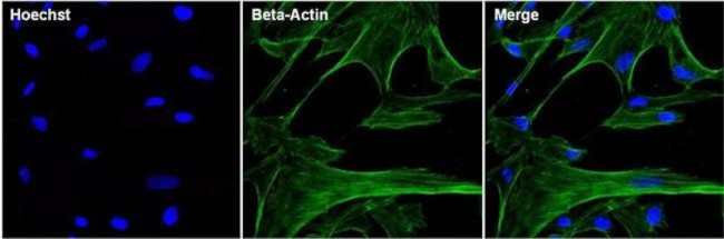 beta Actin Antibody in Immunocytochemistry (ICC/IF)