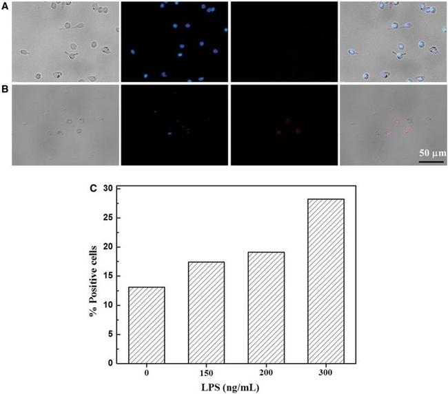 CD197 (CCR7) Antibody in Immunocytochemistry (ICC/IF)