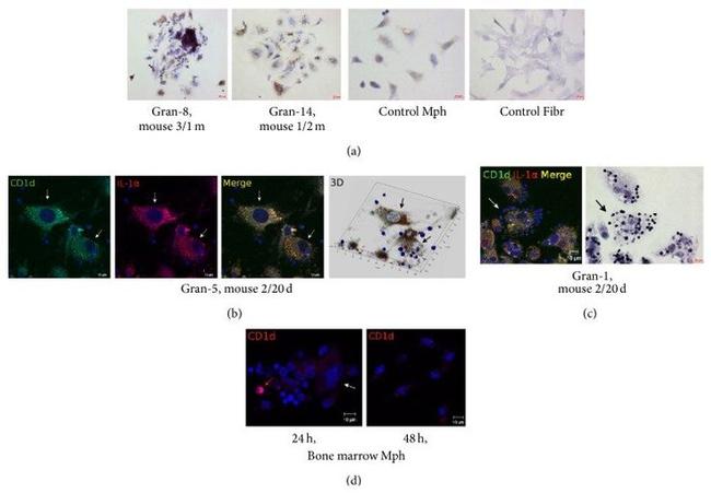 CD11b Antibody in Immunocytochemistry (ICC/IF)