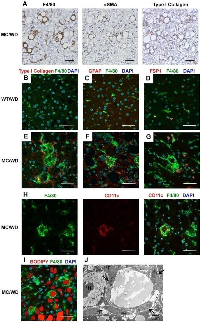 CD11c Antibody in Immunohistochemistry (IHC)