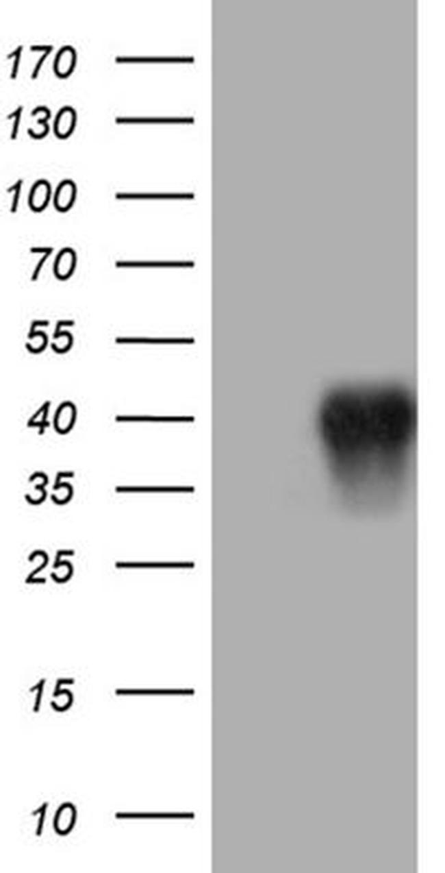 CD79B Antibody in Western Blot (WB)