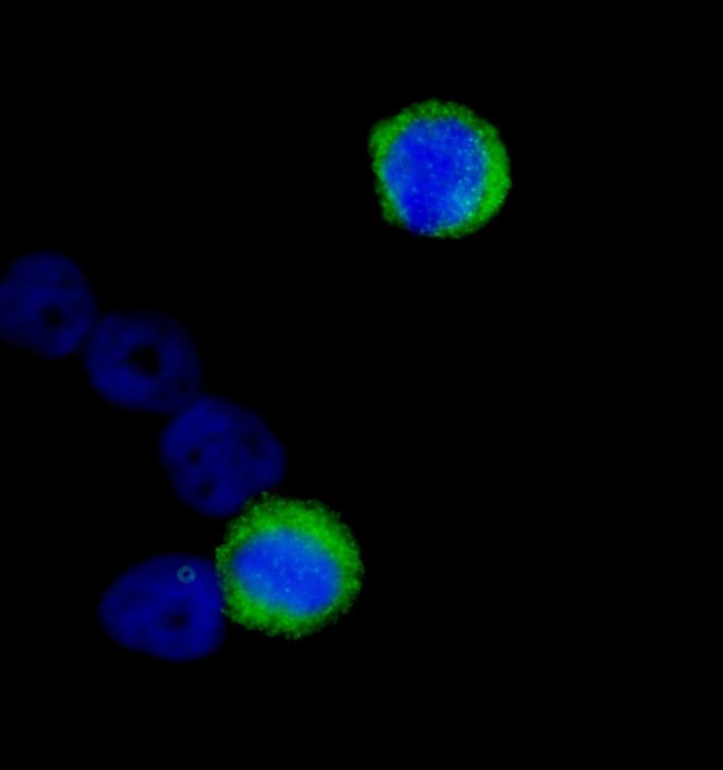 CENP-F/Mitosin Antibody in Immunocytochemistry (ICC/IF)