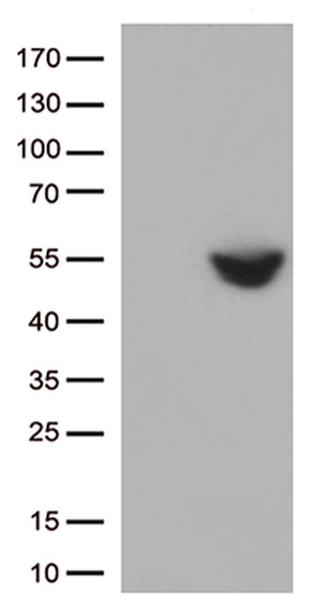 PD L1 (CD274) Antibody in Western Blot (WB)