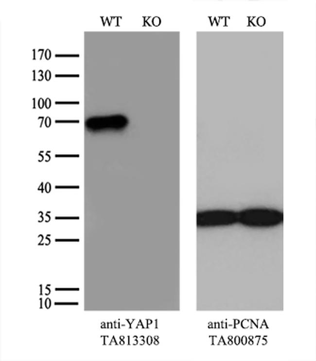 YAP1 Antibody in Western Blot (WB)