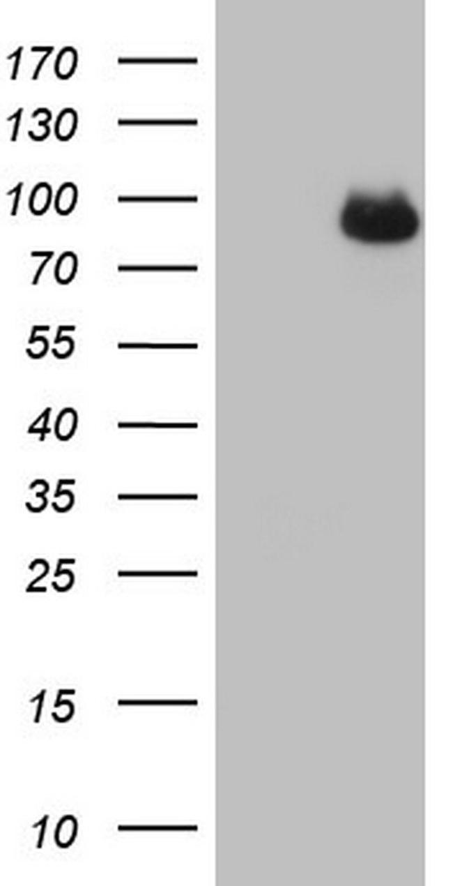 CFI Antibody in Western Blot (WB)