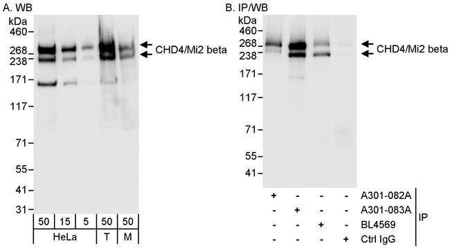 CHD4/Mi2 beta Antibody in Western Blot (WB)