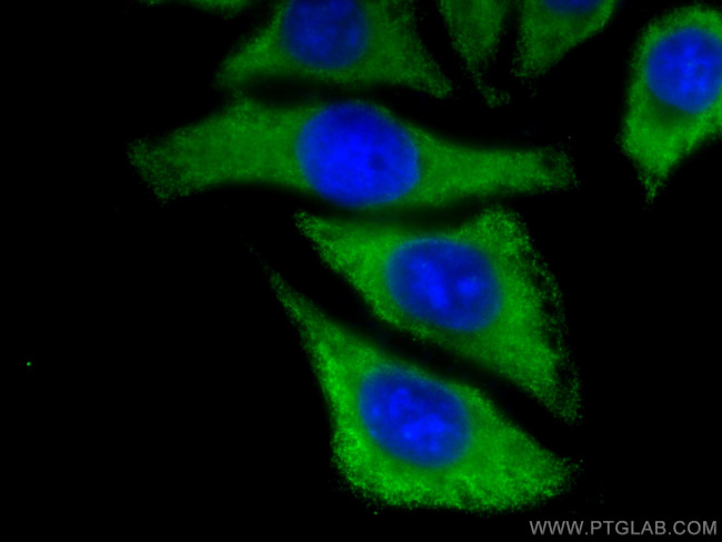 CYP3A4 Antibody in Immunocytochemistry (ICC/IF)