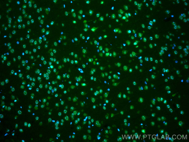 ELAVL4 Antibody in Immunohistochemistry (PFA fixed) (IHC (PFA))