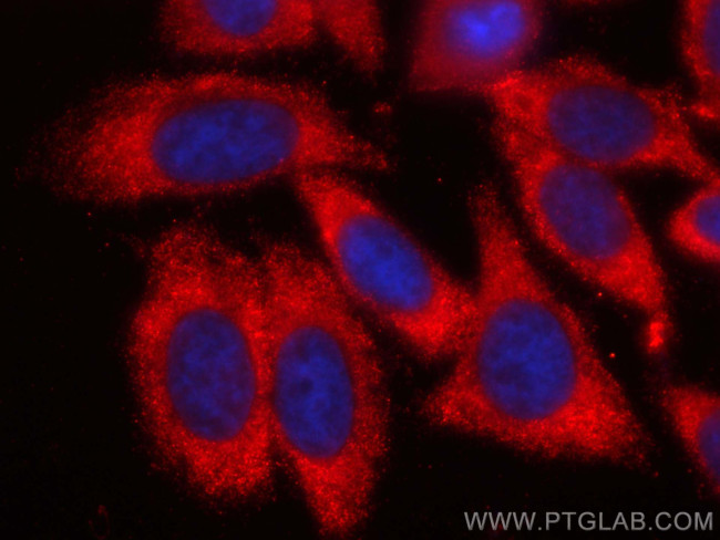 APOE Antibody in Immunocytochemistry (ICC/IF)