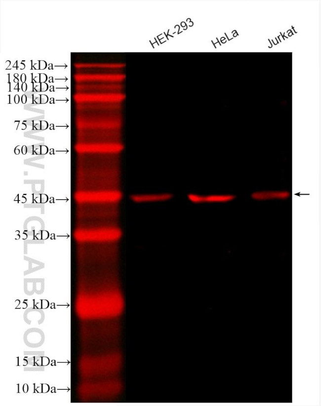 RPL3 Antibody in Western Blot (WB)