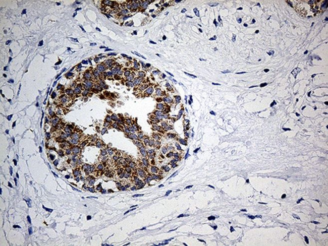 COX17 Antibody in Immunohistochemistry (Paraffin) (IHC (P))