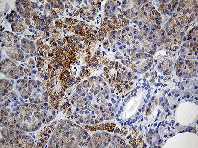 COX17 Antibody in Immunohistochemistry (Paraffin) (IHC (P))