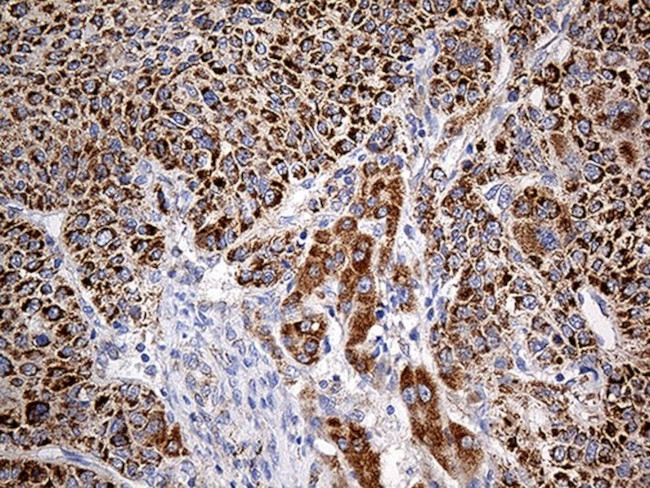 COX17 Antibody in Immunohistochemistry (Paraffin) (IHC (P))