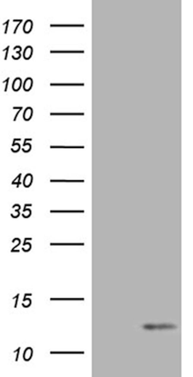 COX17 Antibody in Western Blot (WB)