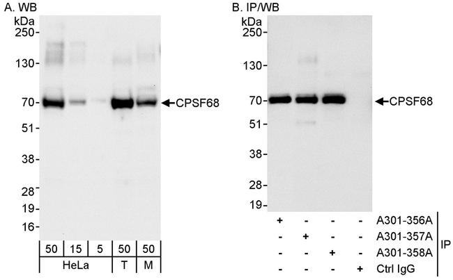 CPSF68 Antibody in Western Blot (WB)