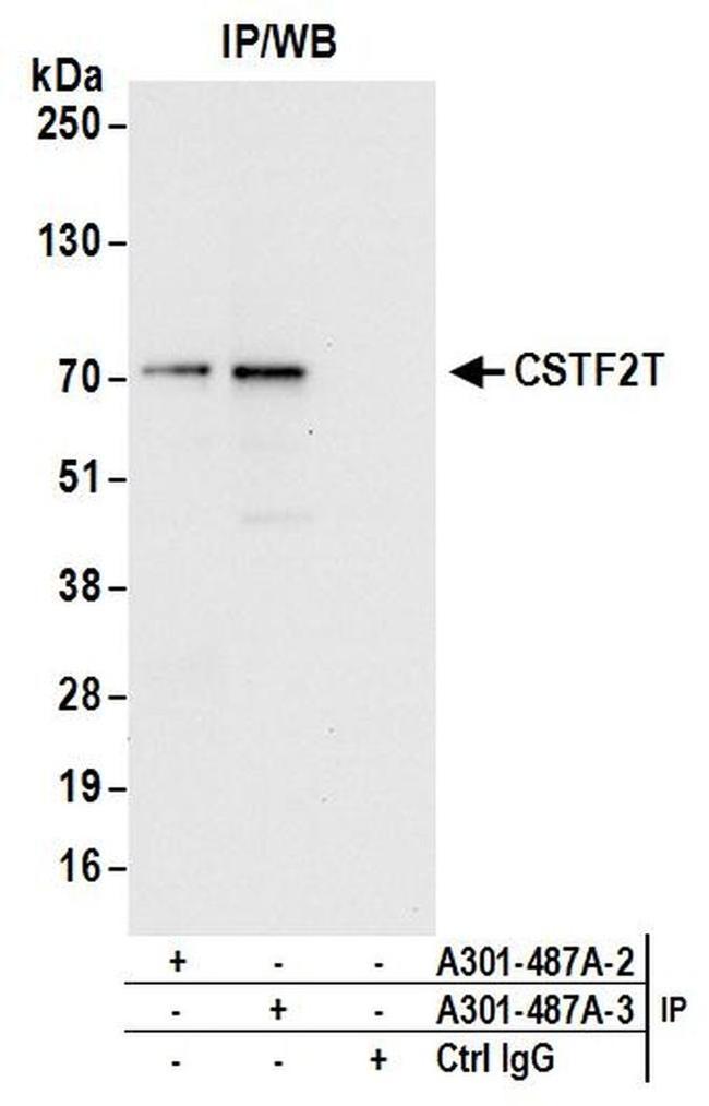 CSTF2T/TauCSTF64 Antibody in Western Blot (WB)