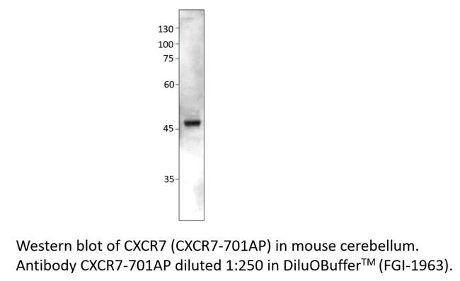 CXCR7 Antibody in Western Blot (WB)