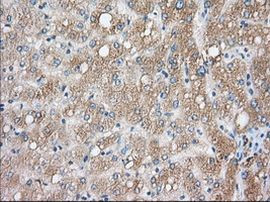 CYP1A2 Antibody in Immunohistochemistry (Paraffin) (IHC (P))