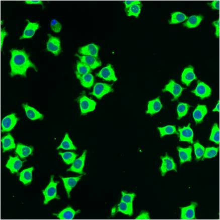 Calreticulin Antibody in Immunocytochemistry (ICC/IF)