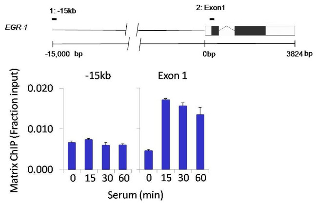 CK2 beta Antibody in ChIP Assay (ChIP)