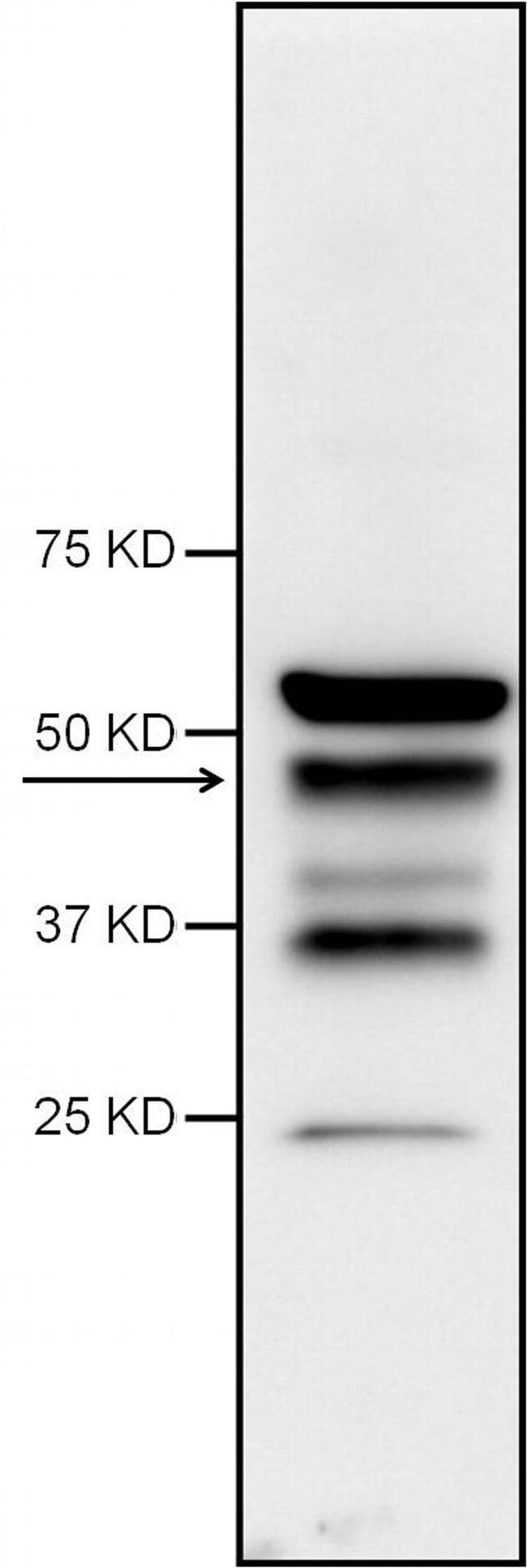 Caspase 1 Antibody in Western Blot (WB)