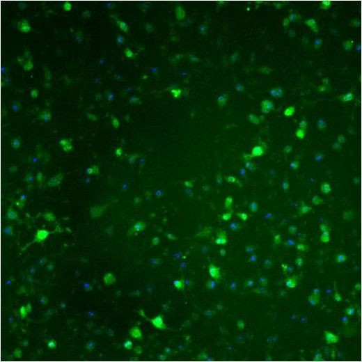 Caspase 9 (Cleaved Asp315) Antibody in Immunocytochemistry (ICC/IF)